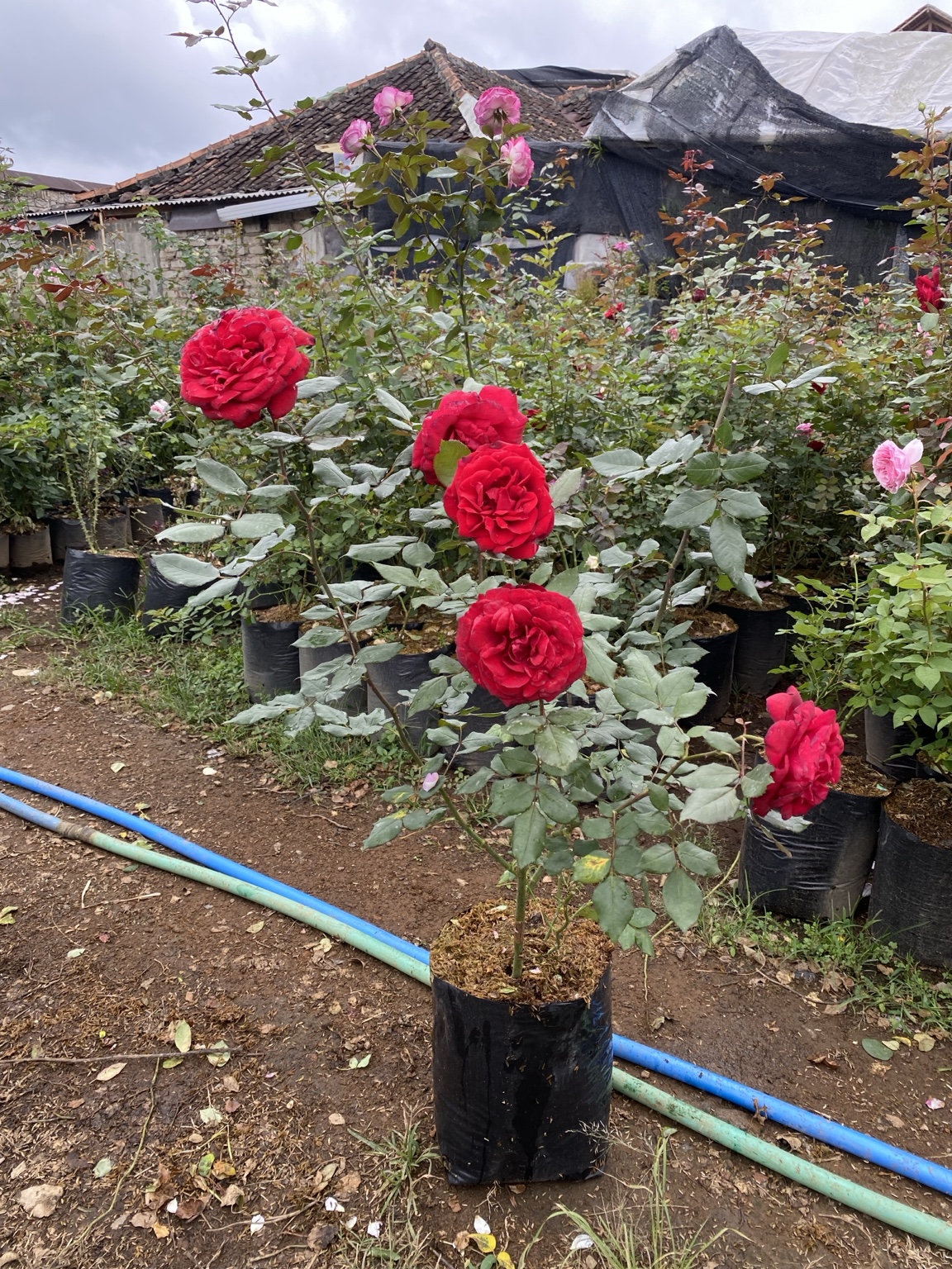 Admiral