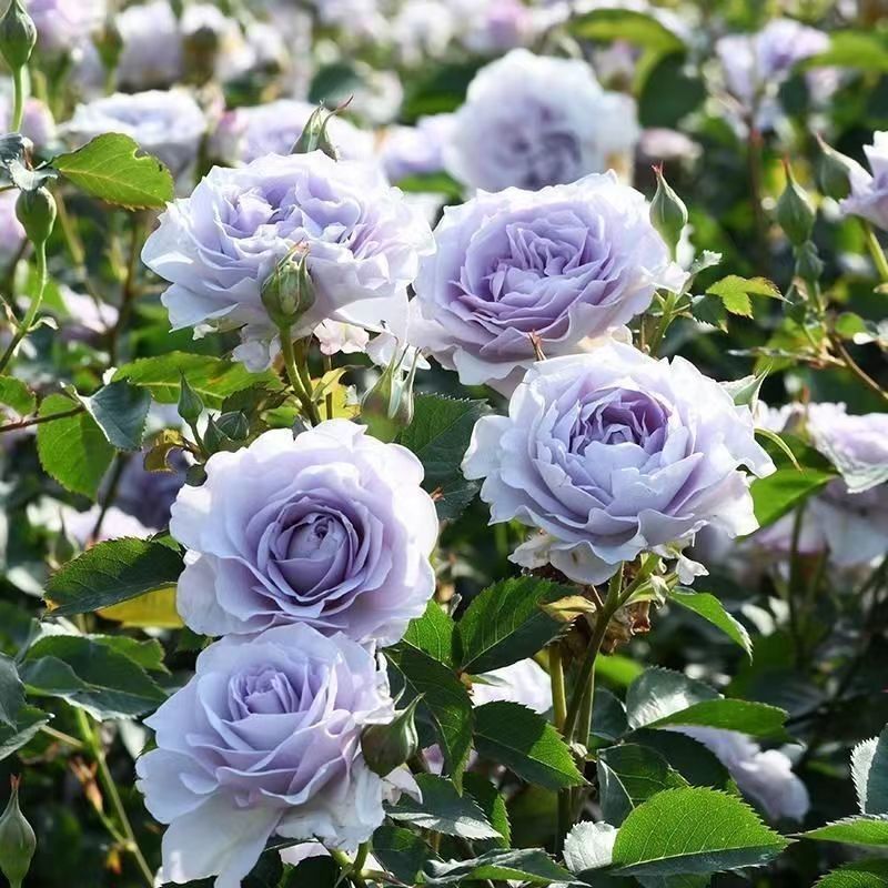Ji Se